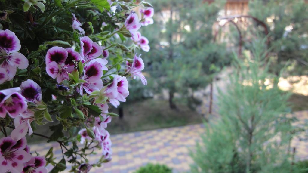 Villa Sosnovy Bor Zatoka Εξωτερικό φωτογραφία